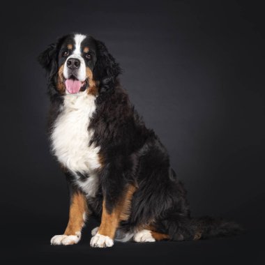 Majestic Berner Sennen köpeği, yan yana oturuyor. Kameraya doğru bakıyorum. Siyah bir arka planda izole edilmiş. Ağzını aç, pembe dilini çıkar..