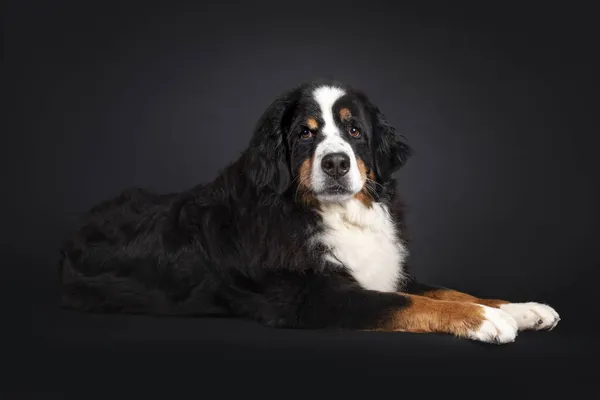 Majestic Berner Sennen Pes Ležící Boku Dívám Kameru Izolované Černém — Stock fotografie