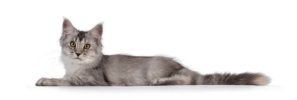 Tatlı Maine Rakunu Kedi Yavrusu Yan Yana Yatıyor Kameraya Doğru — Stok fotoğraf
