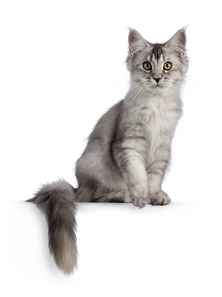 Cute Maine Coon Cat Kitten Sitting Edge Tail Hanging Looking — Stock Photo, Image