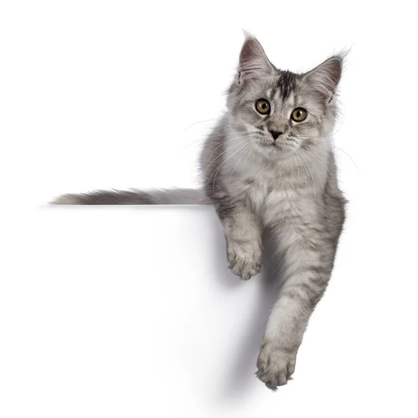 Cute Maine Coon Cat Kitten Laying Facing Front Paws Hanging — Stock Photo, Image