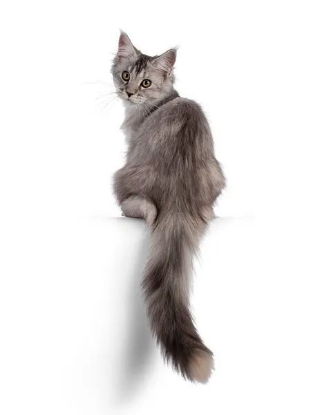 Cute Maine Coon Cat Kitten Sitting Backwards Edge Tail Hanging — Stock Photo, Image
