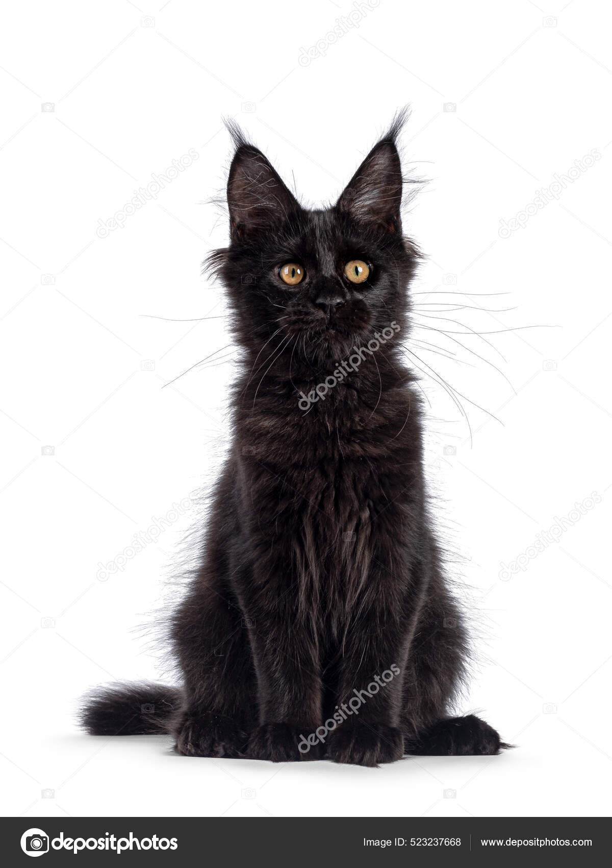 Kul Svart Maine Coon Katt Som Sitter Foran Ser Mot – stockfoto ©  NynkevanHolten #523237668, image size:1200x1700