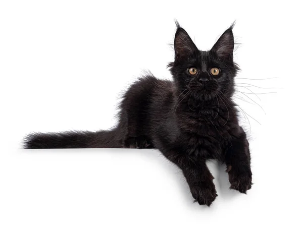 Cool Negro Maine Coon Gato Colocación Los Caminos Laterales Borde — Foto de Stock