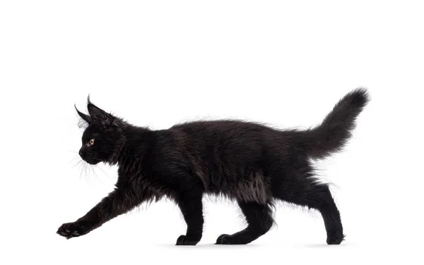 酷黑色的缅因州猫 走侧路 用金色的眼睛看着前方的摄像机 被白色背景隔离 — 图库照片