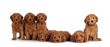 Yedi sıra sevimli kırmızı sekiz haftalık genç Cobberdog namı diğer Labradoodle yavruları yan yana oturuyor ve yatıyor. Herkes kameraya bakıyor. Beyaz bir arkaplanda izole edilmiş.