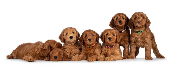 Yedi sıra sevimli kırmızı sekiz haftalık genç Cobberdog namı diğer Labradoodle yavruları yan yana oturuyor ve yatıyor. Herkes kameraya bakıyor. Beyaz bir arkaplanda izole edilmiş.
