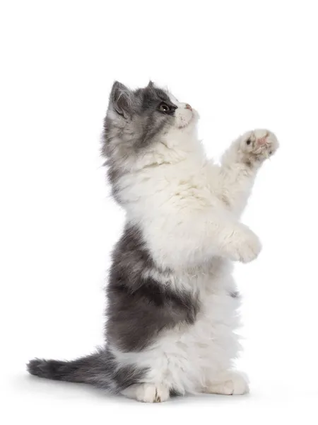 Muito Bonito Azul Com Branco Cauda Cymric Aka Gatinho Gato — Fotografia de Stock