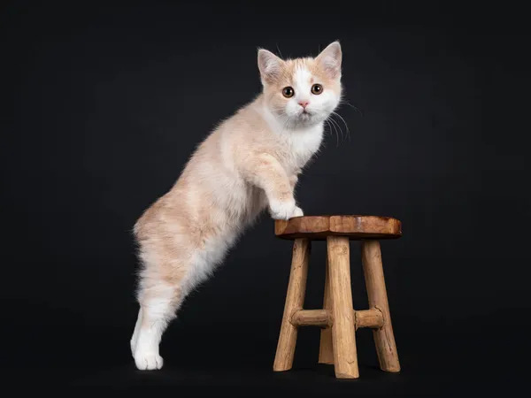 Adorable Chaton Manx Sans Queue Latéral Debout Avec Pattes Avant — Photo