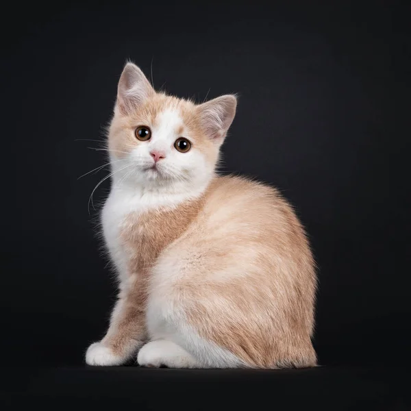 Förtjusande Krullfri Manx Katt Kattunge Sittande Sida Sätt Titta Rakt — Stockfoto