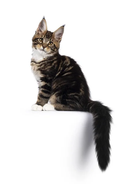 Varm Brun Tabby Huvudsaklig Coon Katt Kattunge Sittande Sida Sätt — Stockfoto