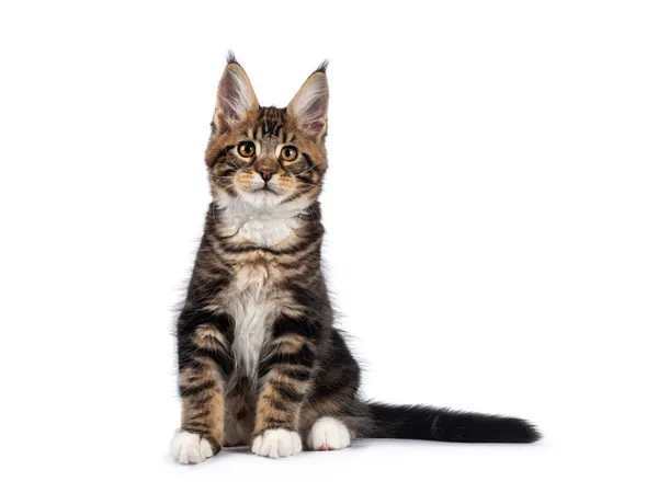 Ciepłe Brązowe Tabby Maine Coon Kot Kot Siedzi Twarzą Kamery — Zdjęcie stockowe