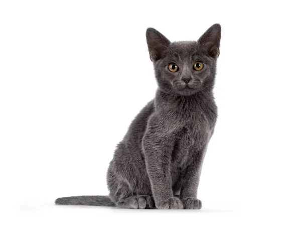 Entzückendes Einheitliches Blaues Burmesisches Katzenkätzchen Das Seitlich Aufsitzt Blickt Direkt — Stockfoto