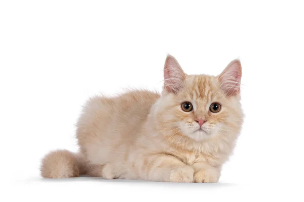 กแมวแมวหางหวาน วางลงด านข มองไปท กแยกจากพ นหล ขาว — ภาพถ่ายสต็อก