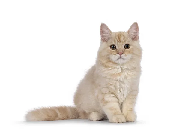 Zoete Staart Cymric Cat Kitten Zit Rechtop Naar Voren Kijk — Stockfoto