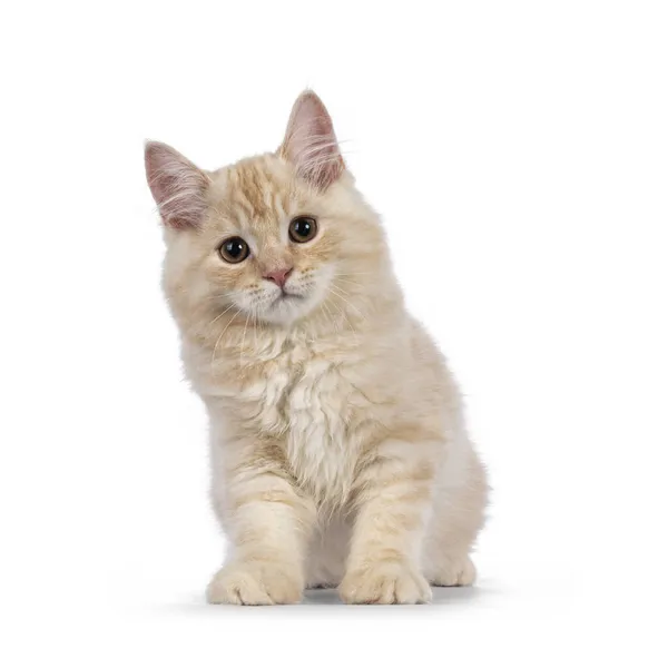 Zoete Staart Cymric Cat Kitten Zit Rechtop Naar Voren Kijk — Stockfoto