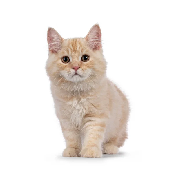 Gatinho Gato Cítrico Cauda Doce Frente Para Frente Olhando Para — Fotografia de Stock