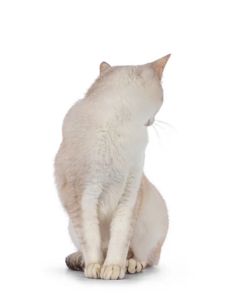 Gato Burmilla Adulto Jovem Sentado Lado Olhando Para Trás Não — Fotografia de Stock