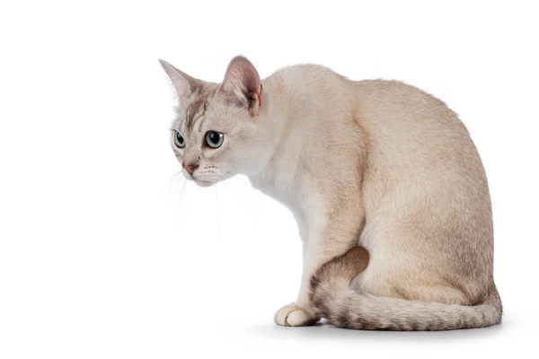 Young Adult Burmilla Cat Sitting Side Ways Head Looking Side — Stock Photo, Image