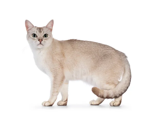 Young Adult Burmilla Cat Standing Side Ways Looking Straight Camera — Stock Photo, Image