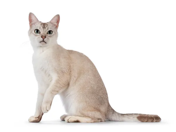 Young Adult Burmilla Cat Sitting Side Ways Looking Straight Camera — Stock Photo, Image