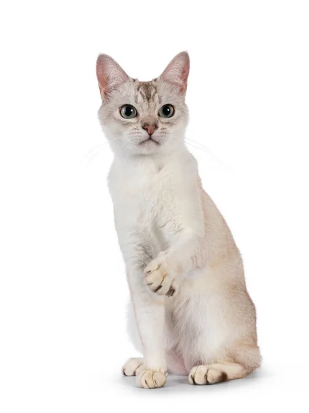 若い大人のバーミラ猫は 空気中で遊び心のある1つの足で正面に直面して座っている カメラの横を見て 白い背景に隔離された — ストック写真
