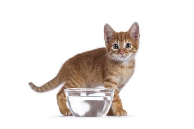 Su dolu cam kasenin arkasında duran sevimli kırmızı ev kedisi. Kameraya doğru bakıyorum. Beyaz arkaplanda izole.