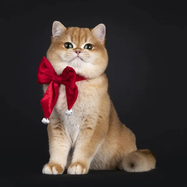 Uitstekende Gouden Schaduwrijke Britse Stenografisch Kat Kitten Zitten Naar Voren — Stockfoto