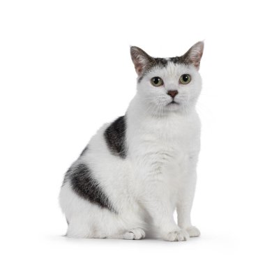 Manx kedisi yan yana oturuyor. Kameraya doğru bakıyorum. Beyaz bir arkaplanda izole edilmiş.