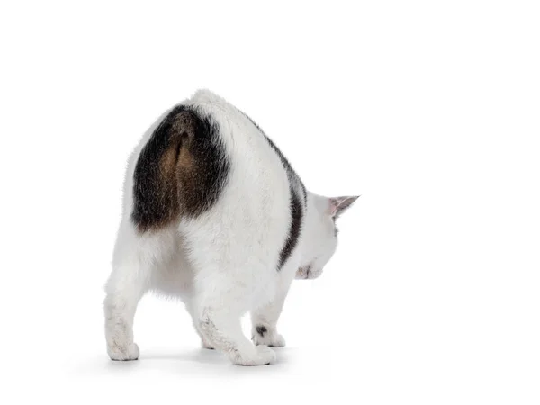 Manx Cat Walking Away Camera Showing Tail Butt Isolated White — Stok fotoğraf