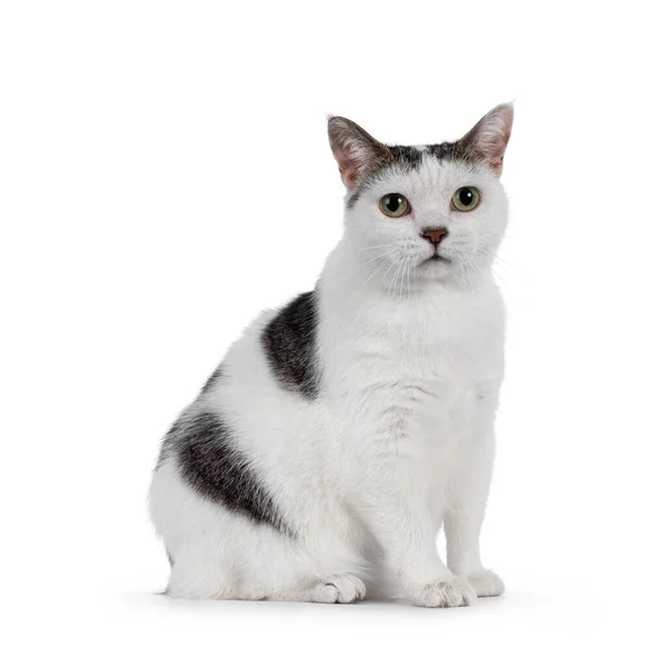 Manx Kedisi Yan Yana Oturuyor Kameraya Doğru Bakıyorum Beyaz Bir — Stok fotoğraf