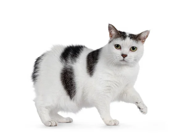 Manx Cat Walking Side Ways Looking Camera Isolated White Background — Stock Photo, Image