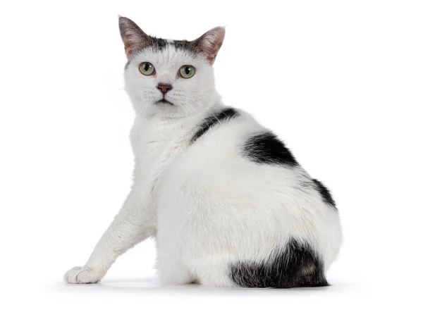 Manx Cat Sitting Backwards Looking Shoukder Camera Isolated White Background — Stock Photo, Image