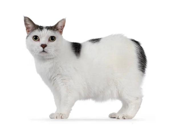 Manx Kedisi Yandan Bıçaklıyor Kameraya Doğru Bakıyorum Beyaz Bir Arkaplanda — Stok fotoğraf