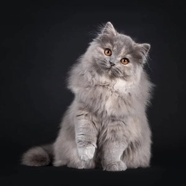 Fantástico Mullido Tortie Británico Longhair Gato Gatito Sentado Frente Una — Foto de Stock