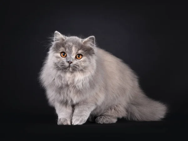 Φανταστική Χνουδωτή Tortie Βρετανική Longhair Γάτα Γατάκι Standingside Τρόπους Κοιτάζοντας — Φωτογραφία Αρχείου