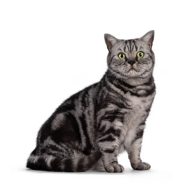 Adulto Británico Gato Taquigrafía Sentado Lado Maneras Mirando Directamente Cámara — Foto de Stock