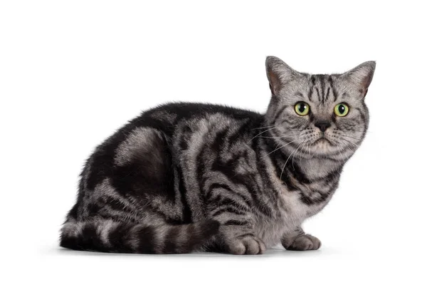 Взрослая Британская Короткошерстная Кошка Лежащая Боком Отводя Взгляд Камеры Круглыми — стоковое фото