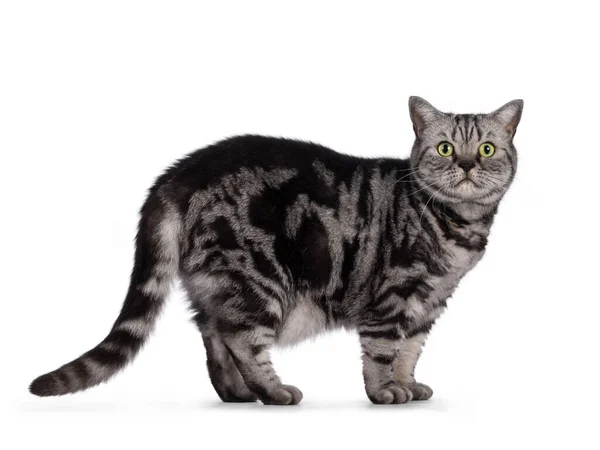 Adult British Shorthair Cat Standing Side Ways Looking Straight Camera — Stock Photo, Image