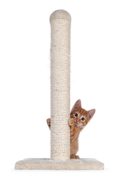Sweet Little Red House Cat Sitting Beige Scratching Pole Made — Stock Photo, Image