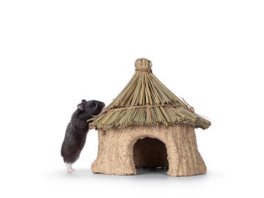 Yenilebilir evin yanında duran sevimli siyah hamster. Pençeleri çatıda duruyor. Beyaz bir arkaplanda izole edilmiş.