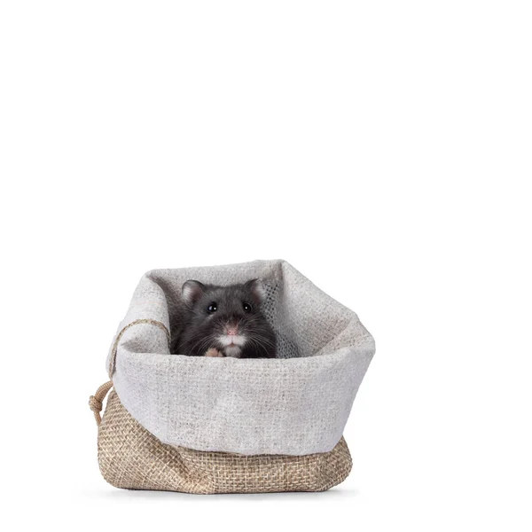 Mignon Petit Hamster Noir Assis Dans Minuscule Sac Tissé Brun — Photo