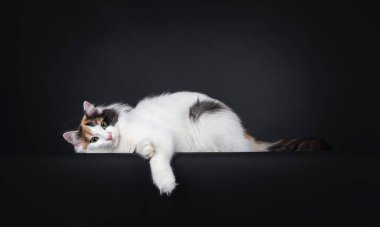 Yetişkin işkenceci Türk Minibüs kedisi yan yana yuvarlanmaya hazır bir şekilde yatıyor. Büyüleyici yeşil gözlerle kameraya doğru bakıyor. Siyah bir arkaplanda izole edilmiş.