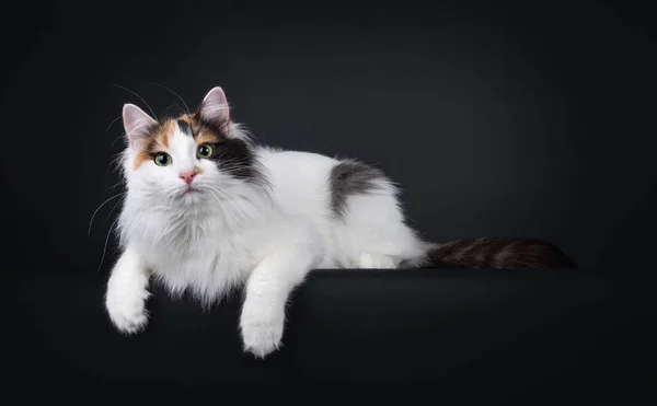 Adult Tortie Turkish Van Cat Acostado Lado Con Las Patas —  Fotos de Stock