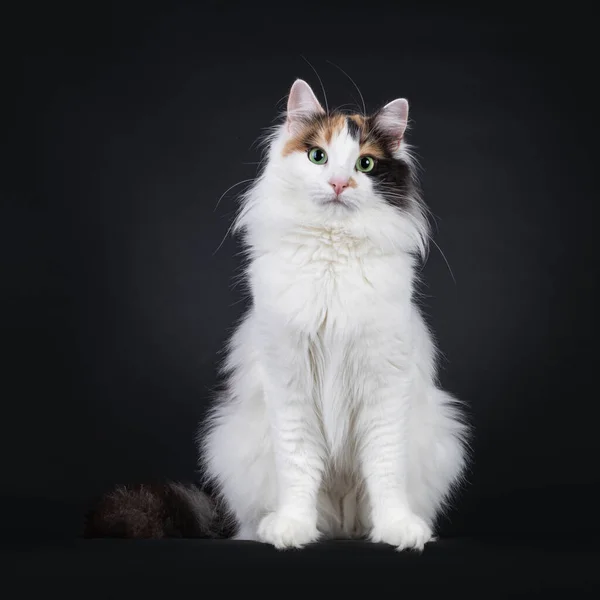Dorosły Tortie Turecki Van Kot Siedzi Twarzą Przodu Patrząc Stronę — Zdjęcie stockowe