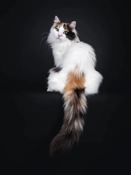 Adult Tortie Turkish Van Cat Sitting Backwards Tail Hanging Edge — Stock Photo, Image