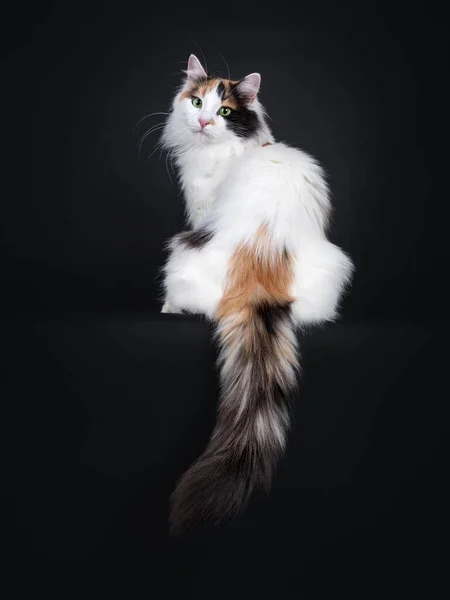 Adulto Tortie Turkish Van Gato Sentado Hacia Atrás Con Cola —  Fotos de Stock