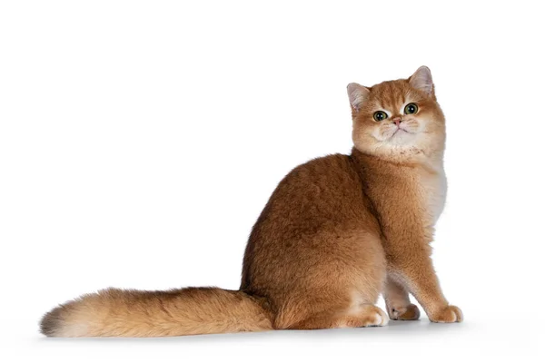 Lindo Dorado Sombreado British Shorthair Gato Gatito Sentado Lado Maneras —  Fotos de Stock