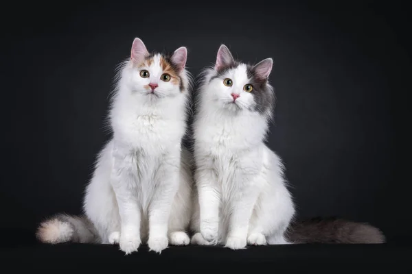 Schattige Jonge Turkse Van Katten Zittend Naast Elkaar Naar Voren — Stockfoto