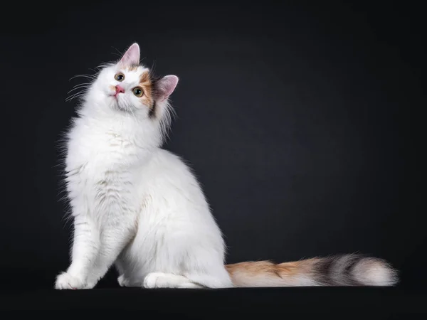 Schattige Jonge Turkse Van Kat Zittend Aan Zijkant Kijk Omhoog — Stockfoto